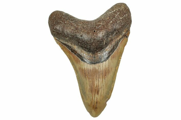 Fossil Megalodon Tooth - North Carolina #328894
